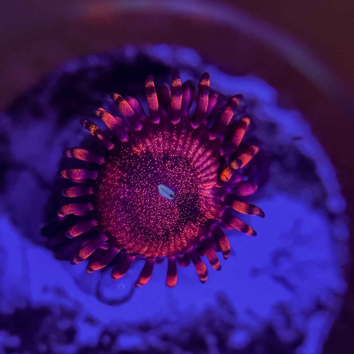 Pink princess zoa