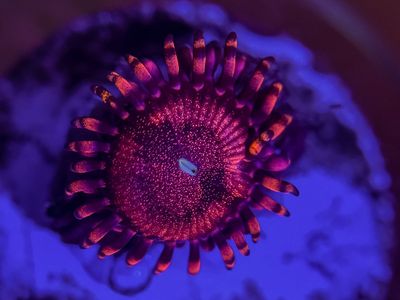 Pink princess zoa