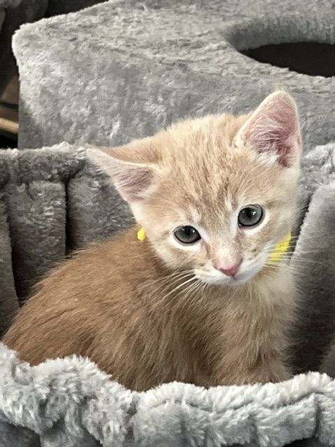 Adorable Kittens