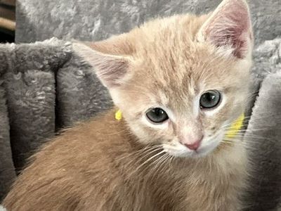 Adorable Kittens