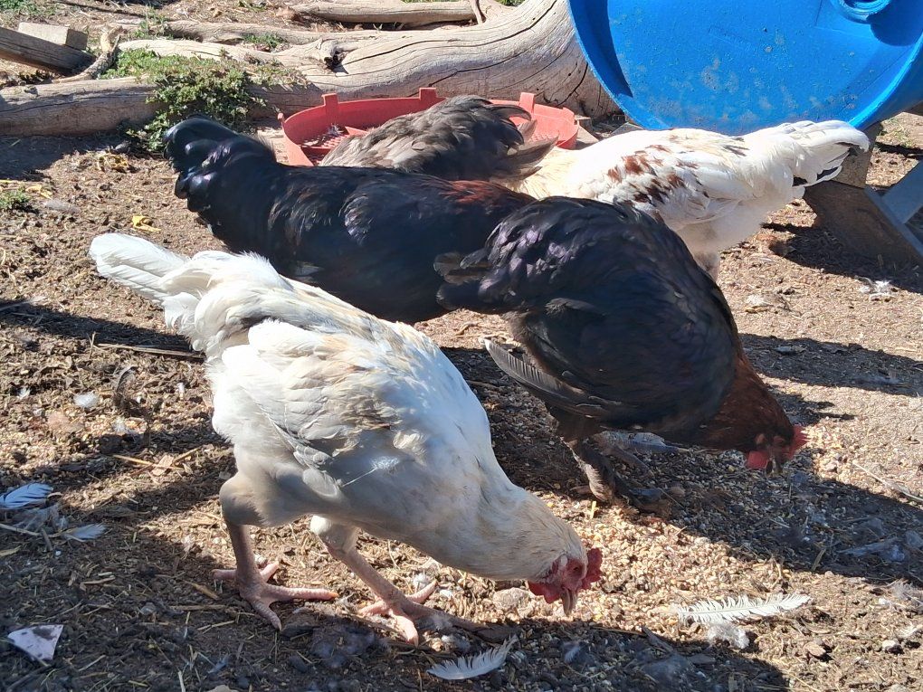 Roosters
