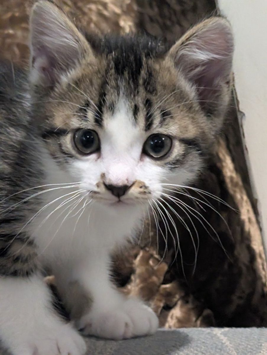Adorably 8 WEEK OLD BABY Kittens