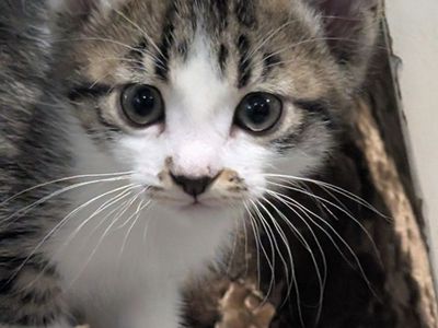 Adorably 8 WEEK OLD BABY Kittens