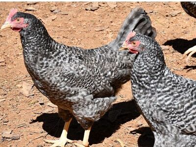 young Laying Hens must Go