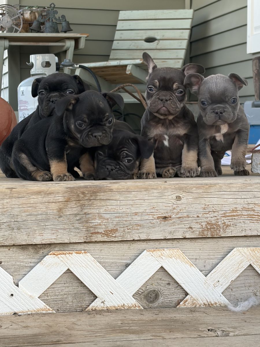 French bulldog
