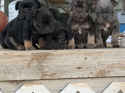 French bulldog