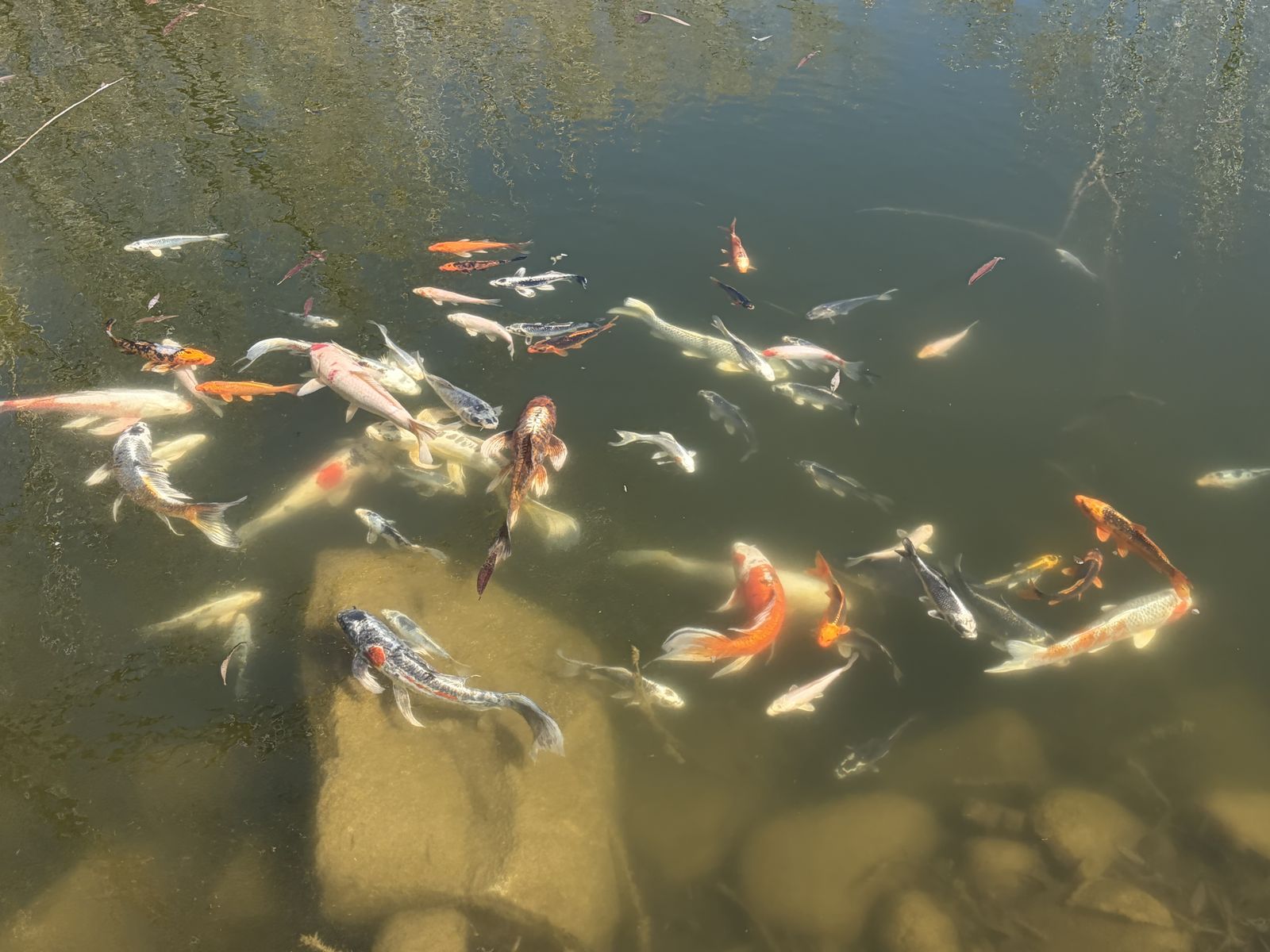 50+ Koi Fish Various Species 6+ & 12+ inches