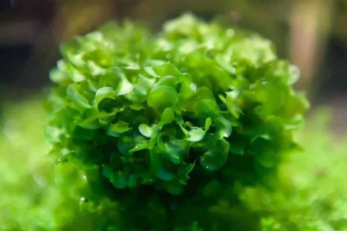 Subwassertang Freshwater Aquarium Plant - Easy Care, Great for Shrimp Tanks (Approx. 1 Cup)