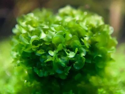 Subwassertang Freshwater Aquarium Plant - Easy Care, Great for Shrimp Tanks (Approx. 1 Cup)