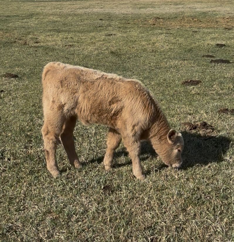 Show Heifers