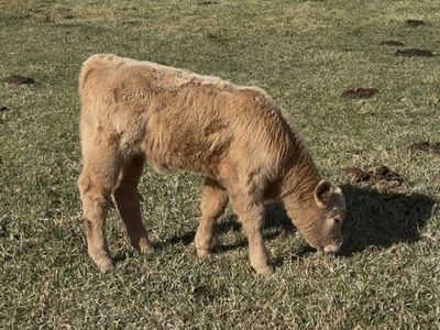 Show Heifers