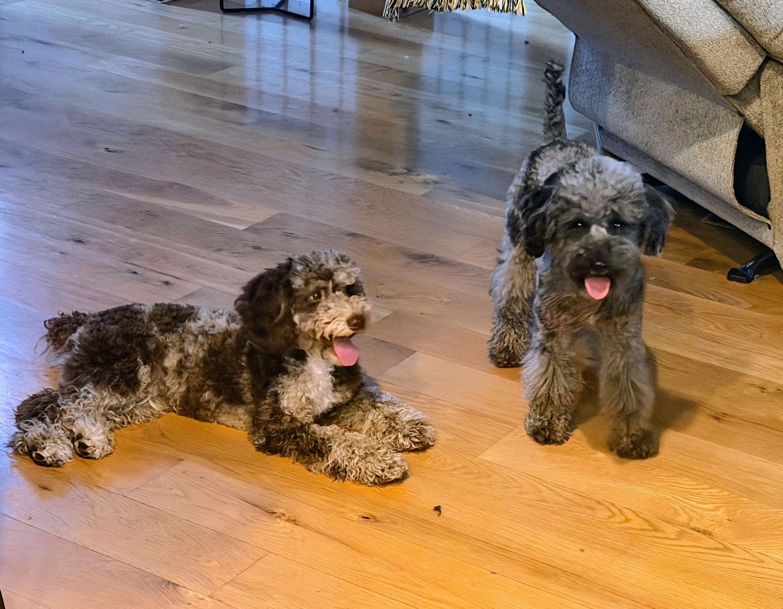 AKC Mini/Toy Poodle/Doodle Male Studs