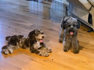 AKC Mini/Toy Poodle/Doodle Male Studs