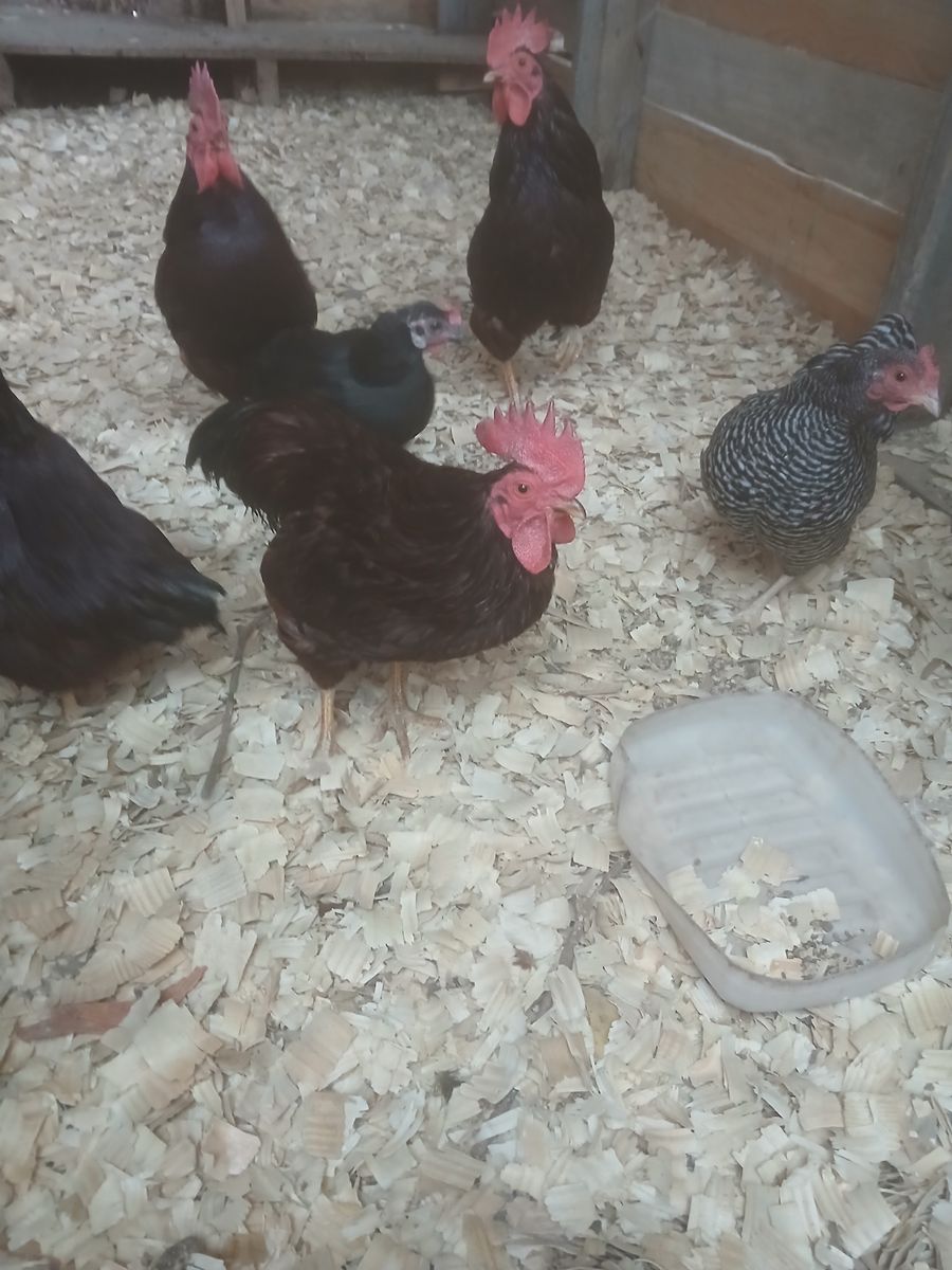Free Rhode Island red bantams