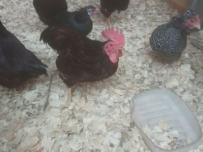 Free Rhode Island red bantams