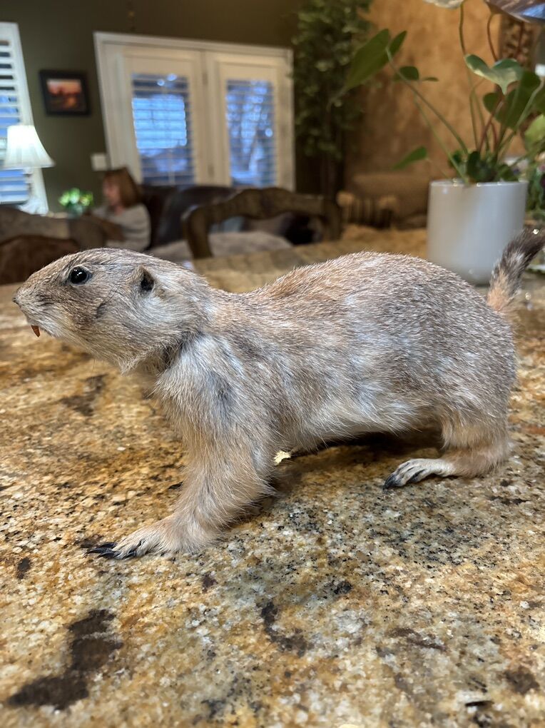 Taxidermy Prairie Dog