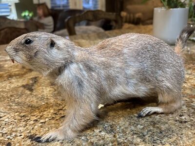 Taxidermy Prairie Dog