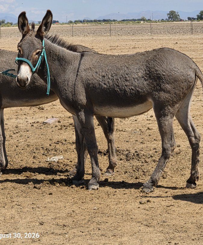Burro (Jenny) 2 years old