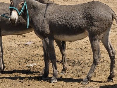 Burro (Jenny) 2 years old