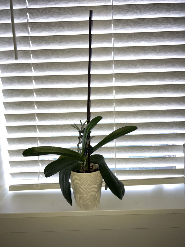 Orchid Plant