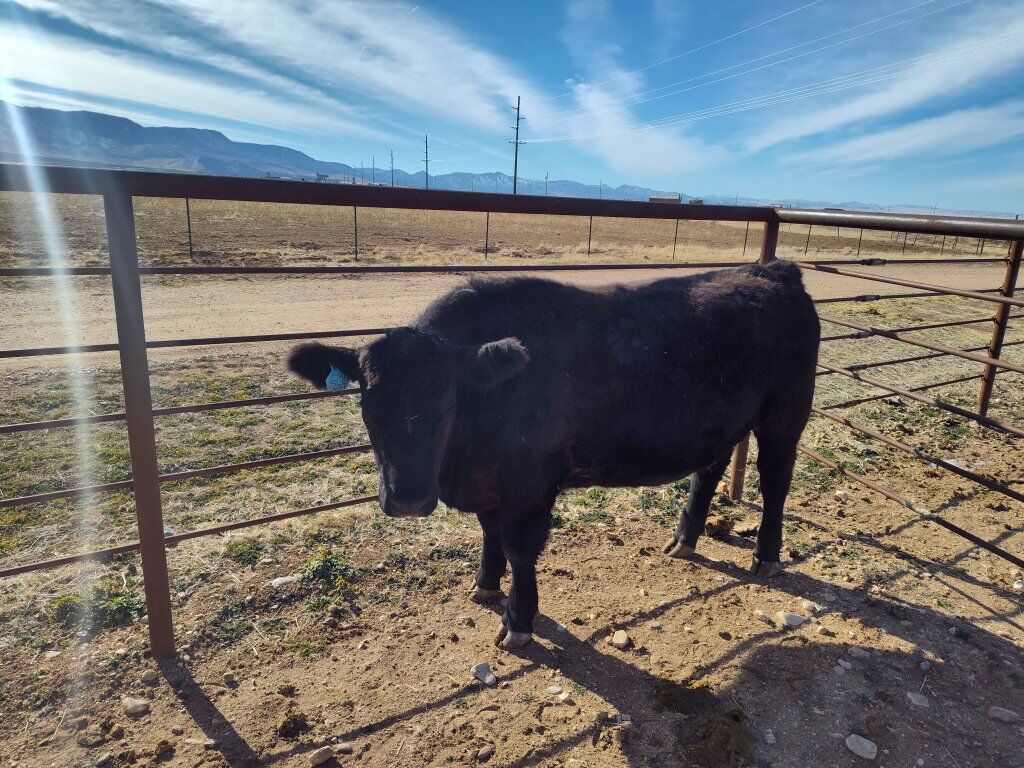 grass fed beef ready to eat