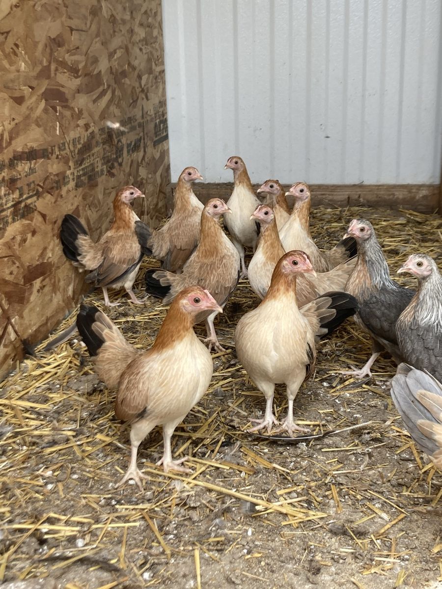 Wheaton old English game bantams