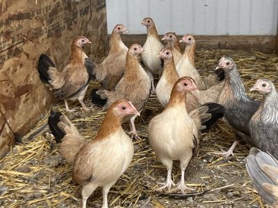 Wheaton old English game bantams
