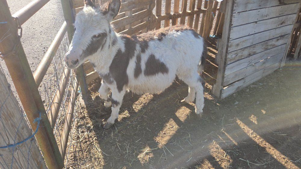 mini donkey for sale