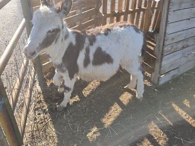 mini donkey for sale