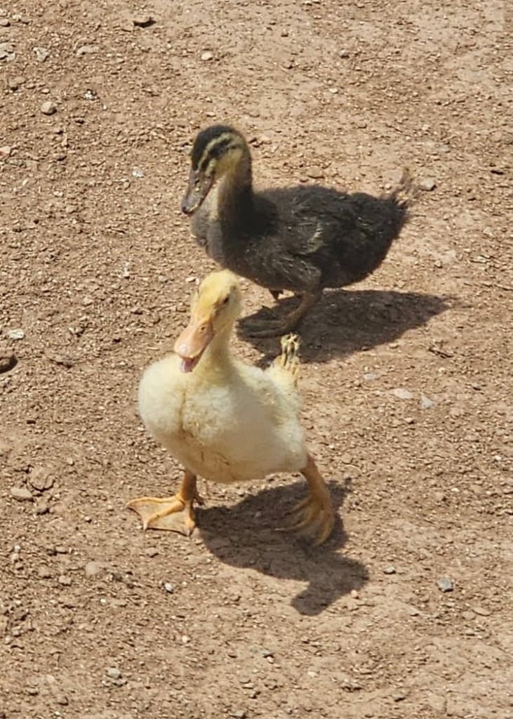 Ducklings, Sawyer and Shiloh
