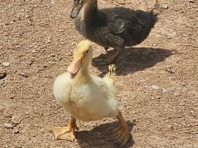 Ducklings, Sawyer and Shiloh