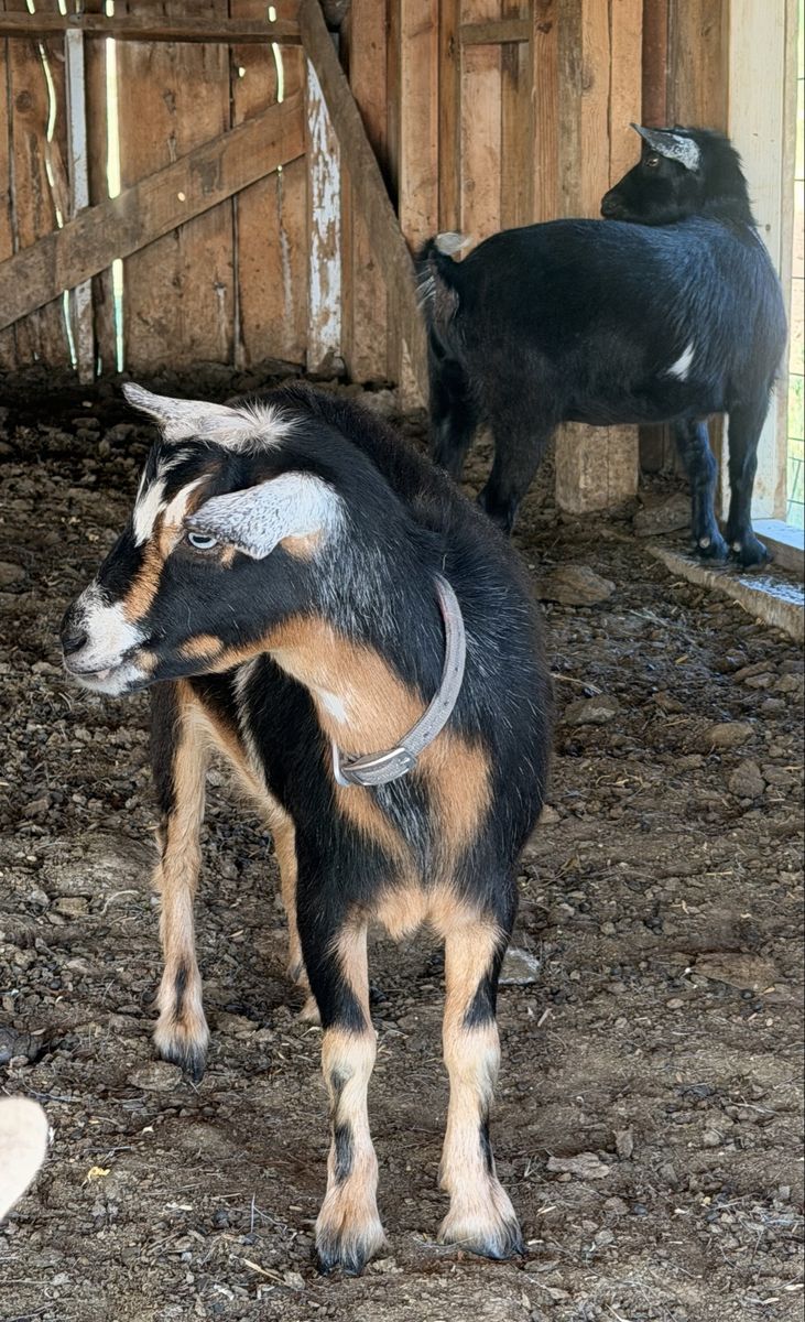 Mini LaManchas