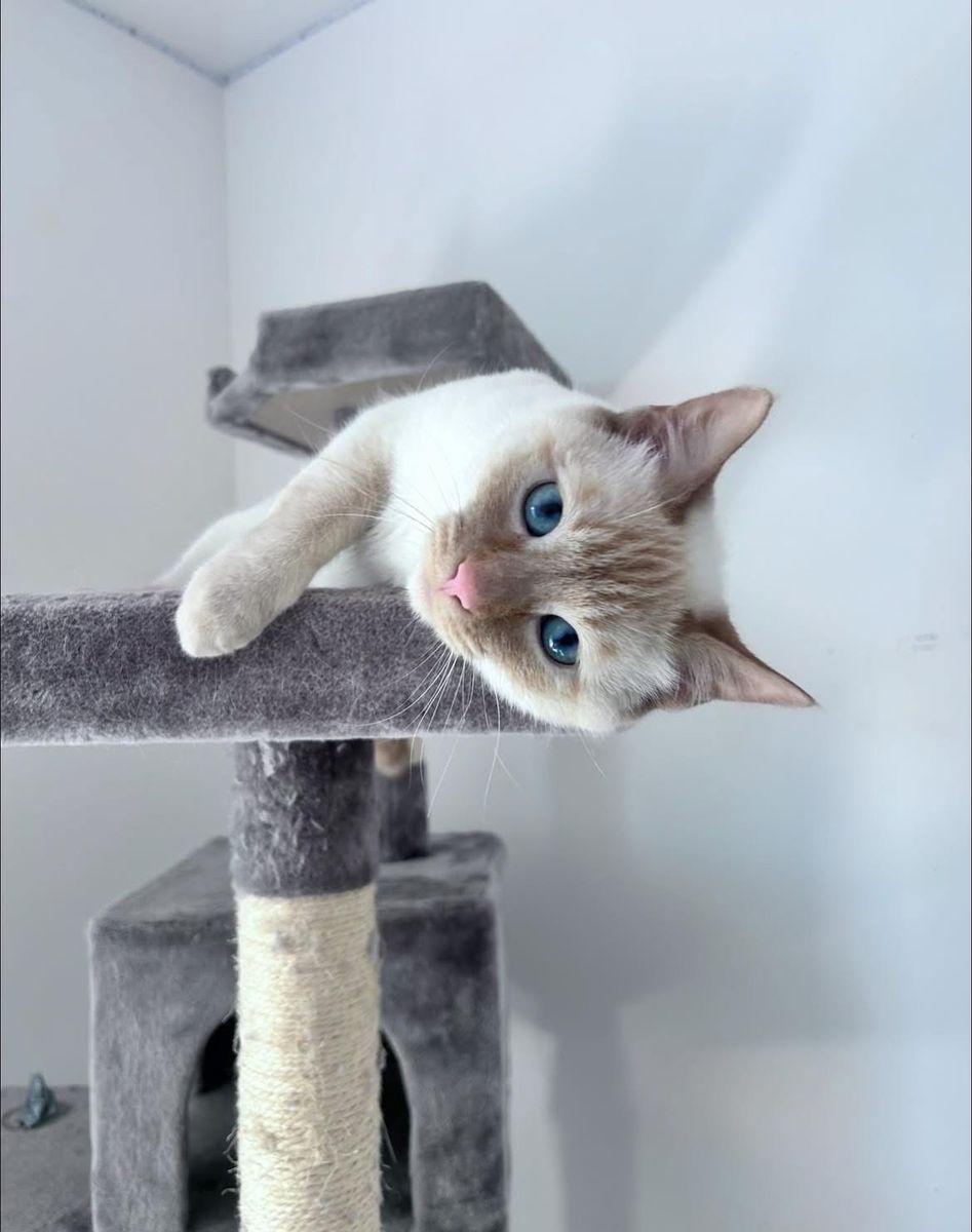 Flame Point Siamese / Casper