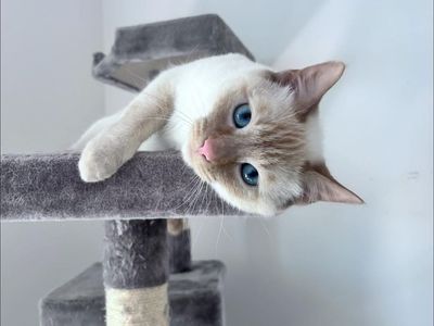 Flame Point Siamese / Casper