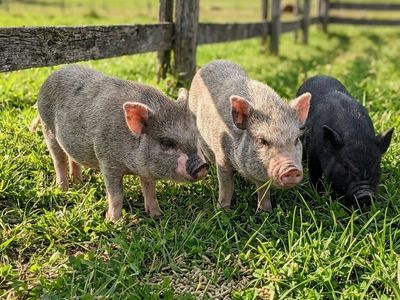 SALE Micro mini Juliana pigs