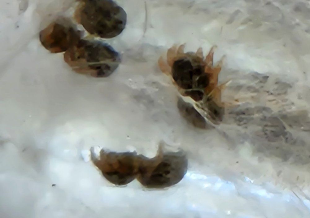 jumping spiders