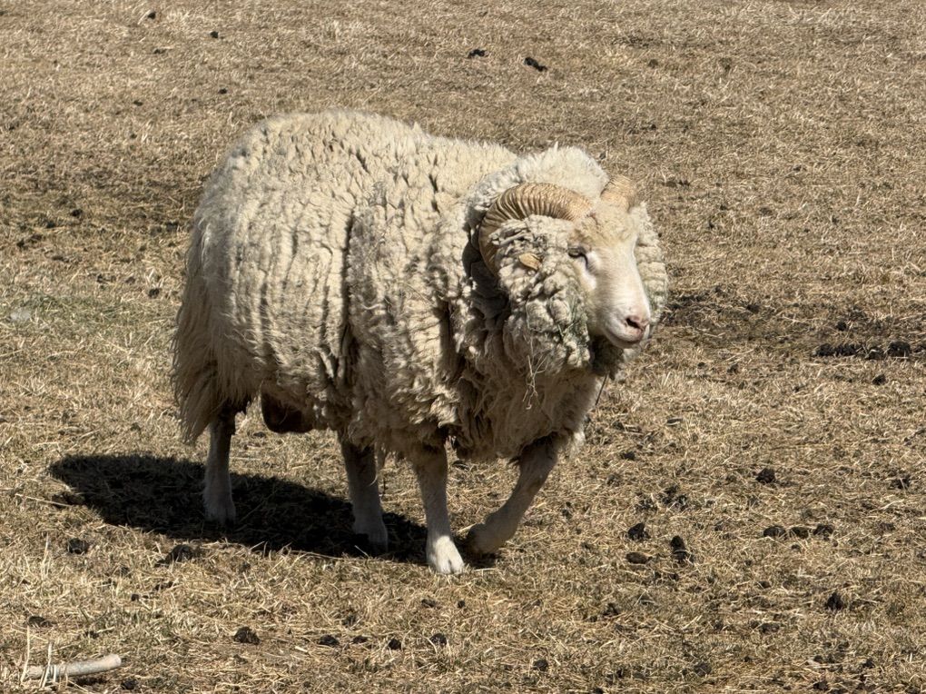 Icelandic Cross Ram
