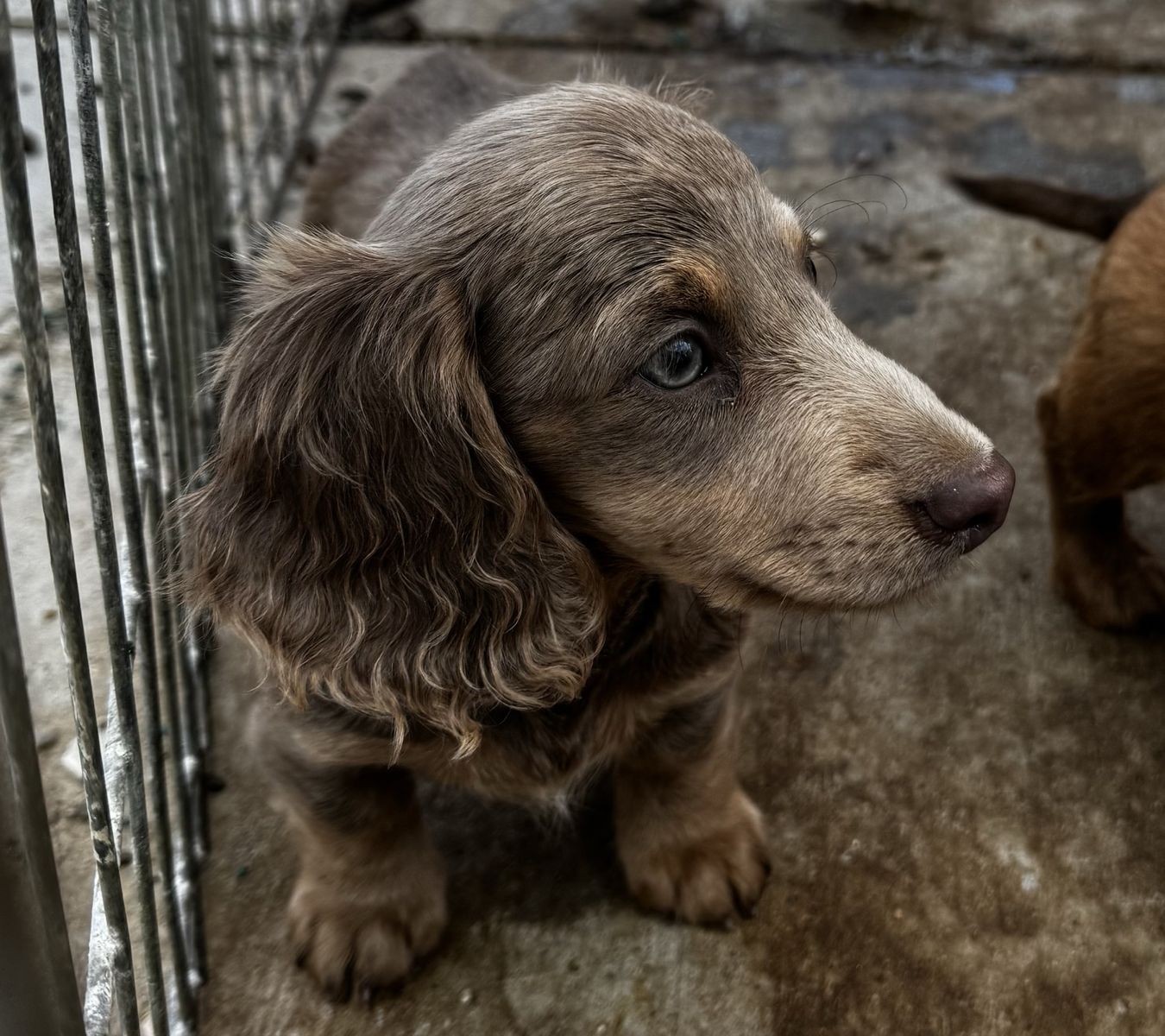 Purebred Longhaired Dachshund
