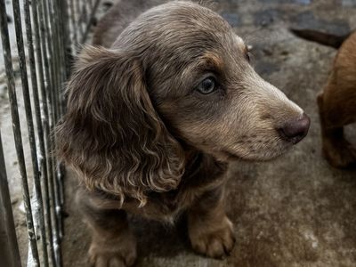 Purebred Longhaired Dachshund