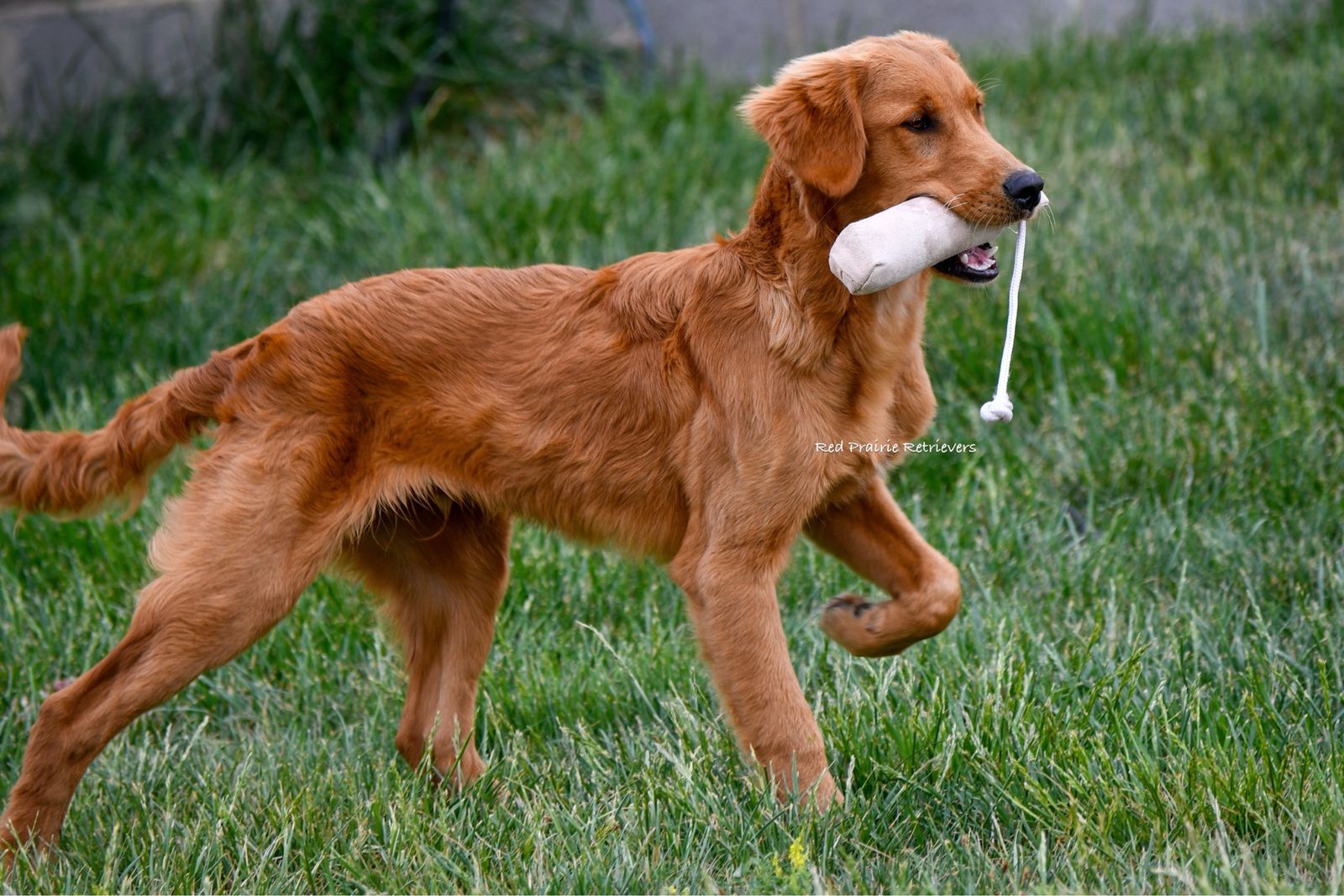 AKC Started Golden Retriever