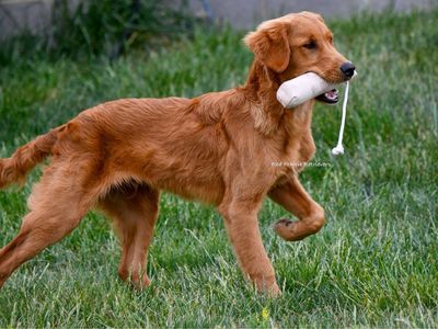 AKC Started Golden Retriever