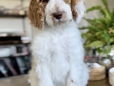 Medium Sized Male Goldendoodle
