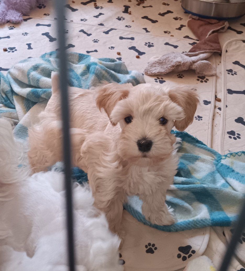 Miniature Schnauzer AKC female