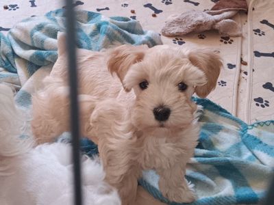 Miniature Schnauzer AKC female