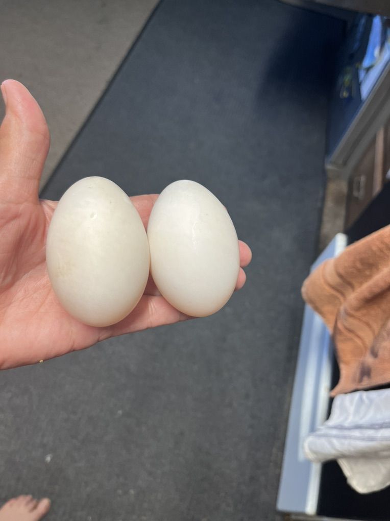 Fertile Duck Eggs 3 Breeds