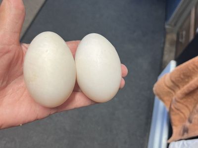 Fertile Duck Eggs 3 Breeds