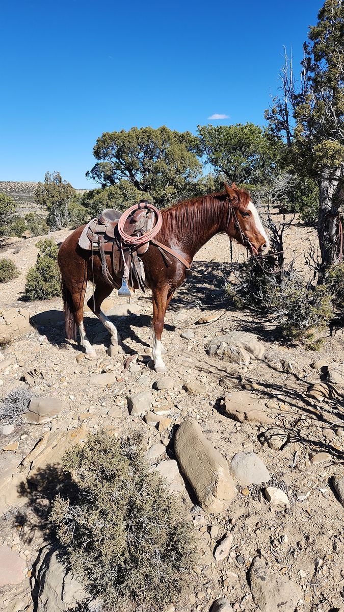 Broke mare