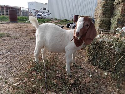 100% Fullblood ABGA Boer Buckling