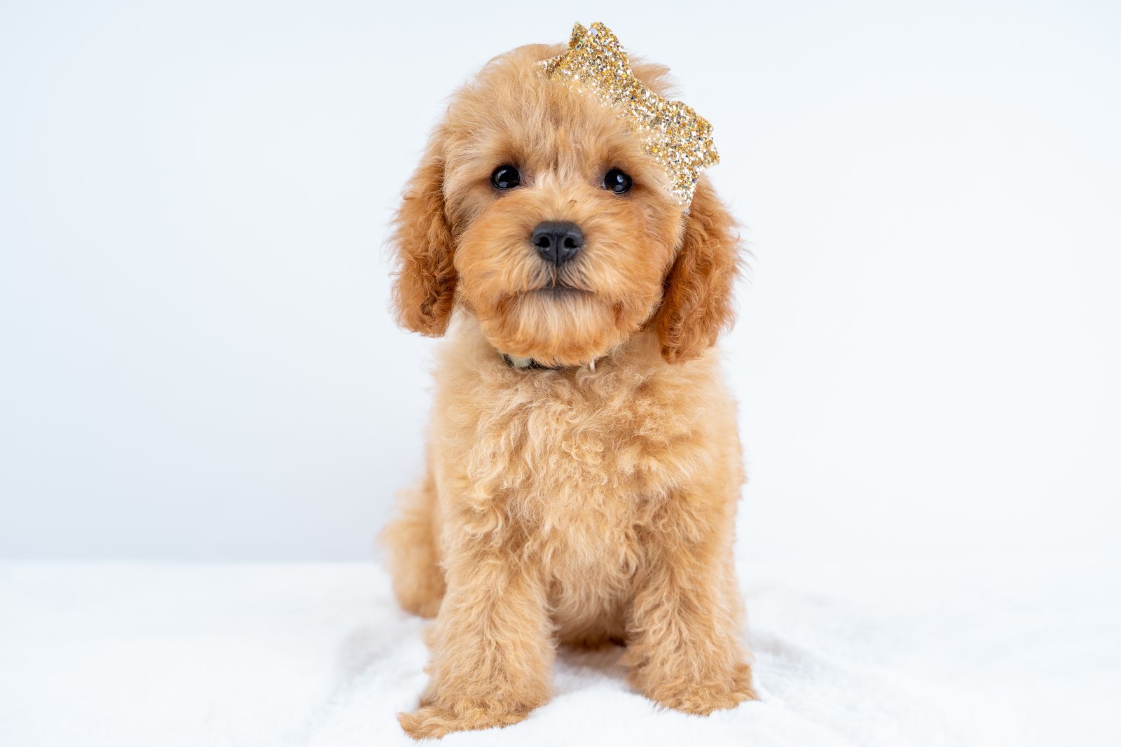 F1B Mini Cavapoo Girls – Ready Now!