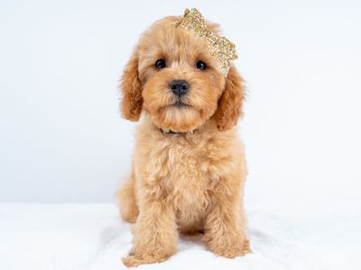 F1B Mini Cavapoo Girls – Ready Now!